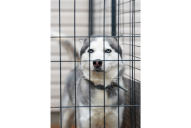 indoor dog kennels information