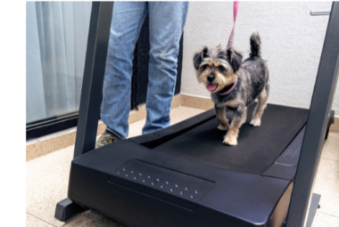 Dog Treadmill information